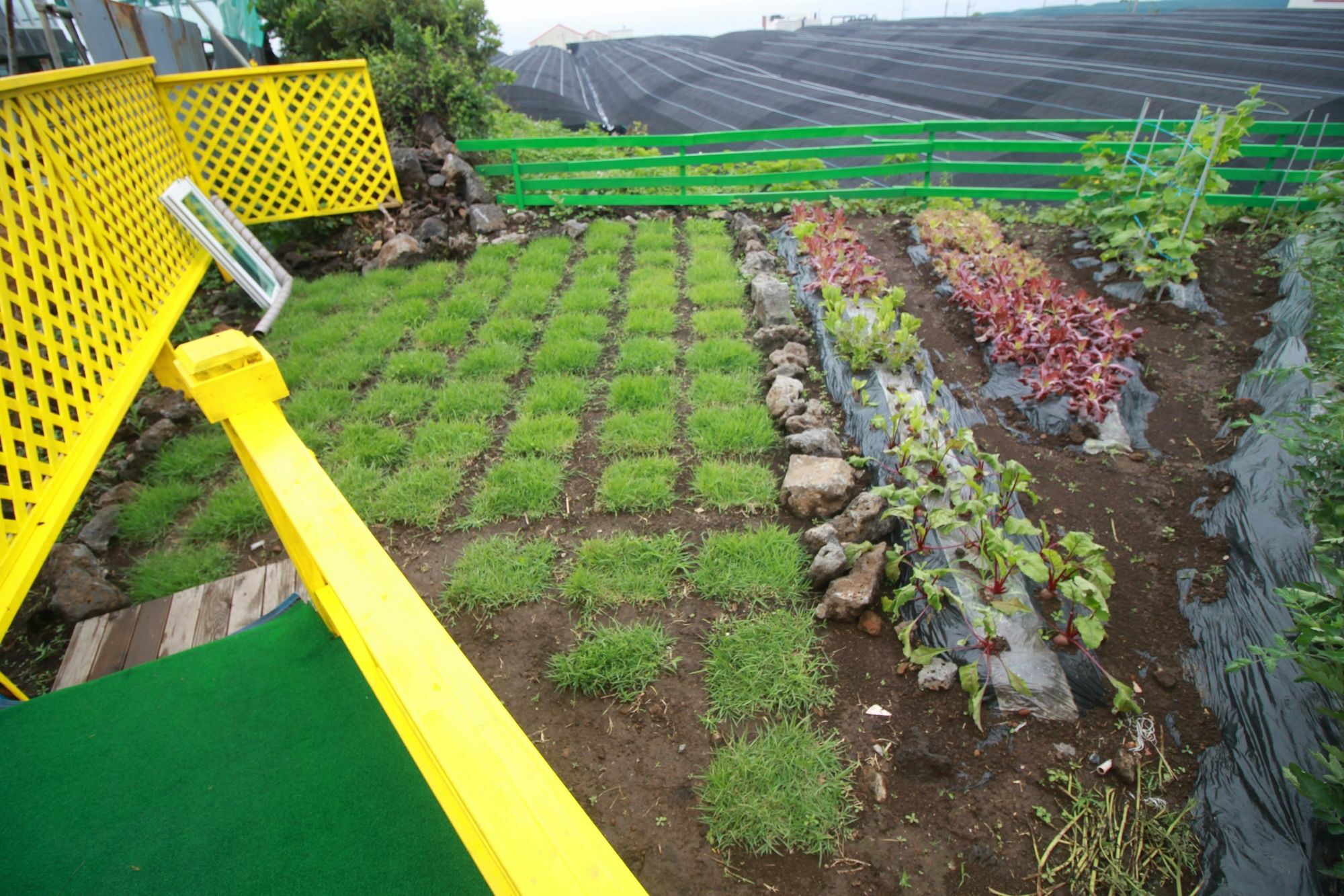 Jeju Sunflower Pension Seogwipo Exteriör bild